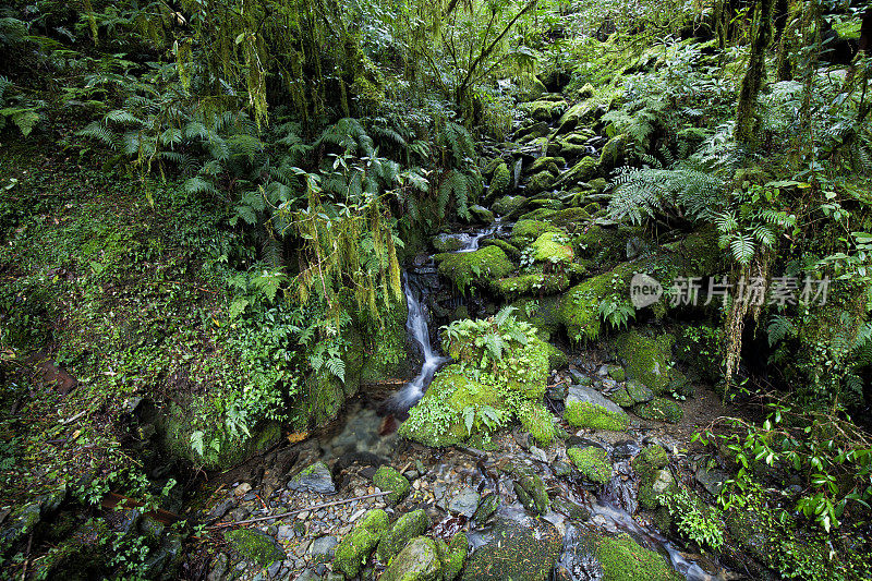 台湾桃源县拉拉山森林中的小溪