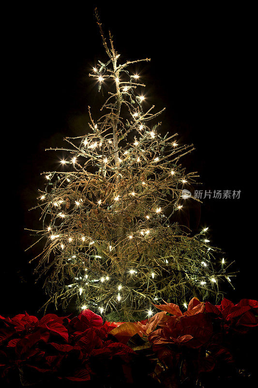 挂着节日彩灯和一品红的枯死圣诞树，直立着