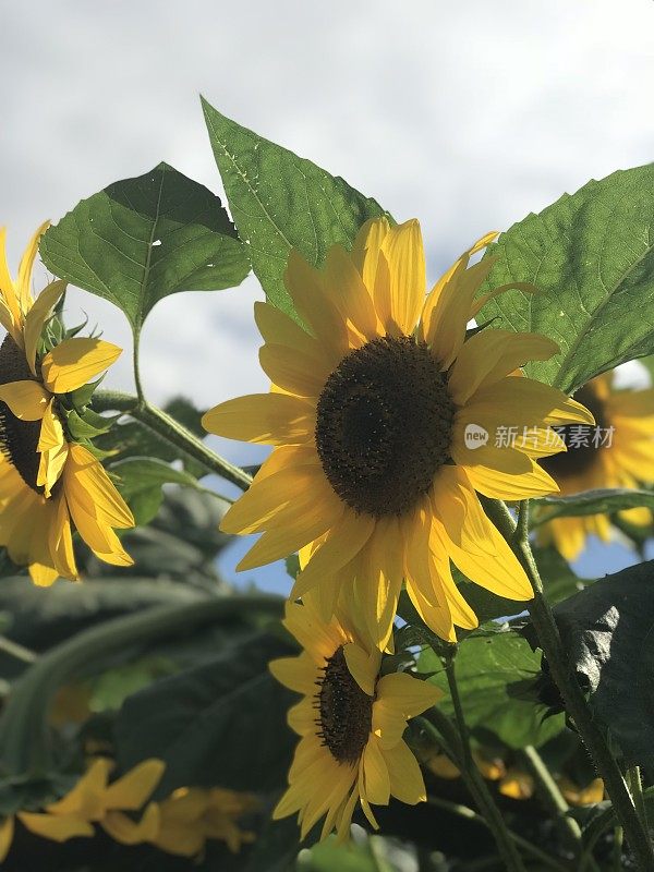 古老的围墙英国乡村别墅花园和分配与植物和鲜花