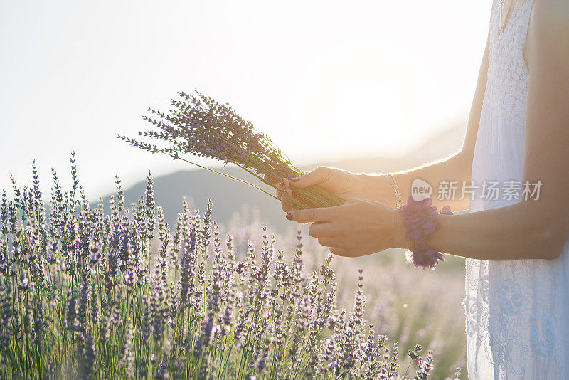 女人的手正在采摘薰衣草