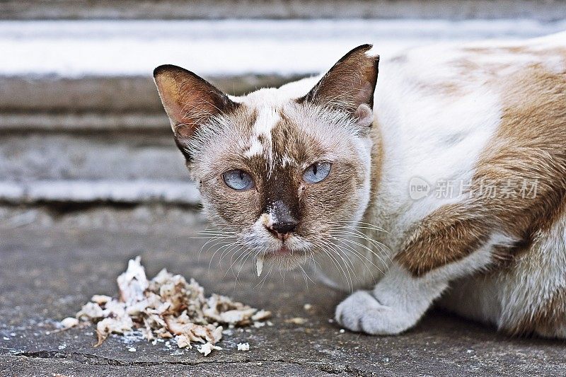 喂流浪猫。