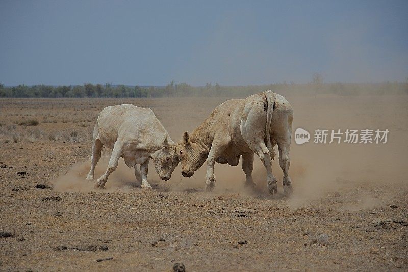 两头公牛在尘土中搏斗