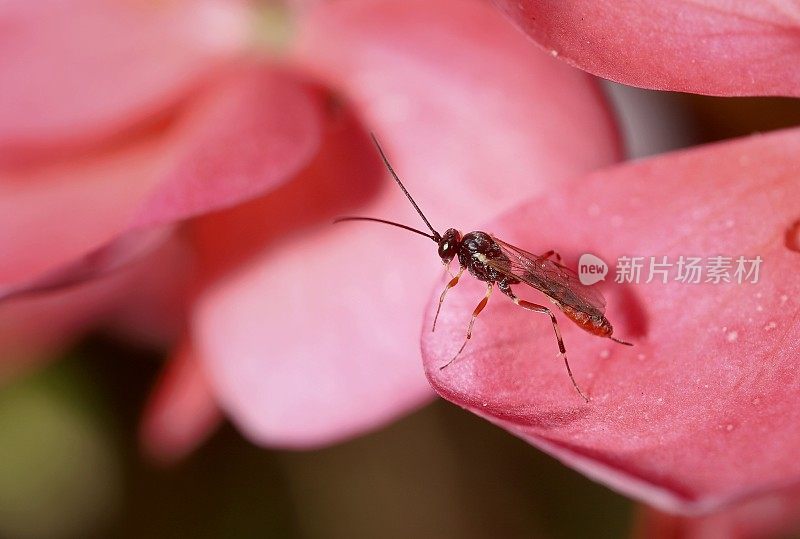 天竺葵花瓣上的雌姬蜂