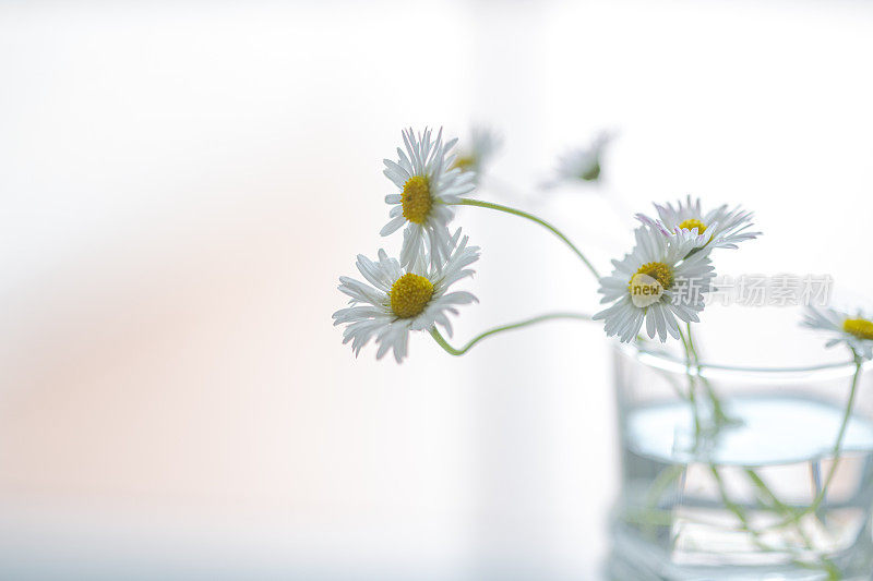 玻璃花瓶里的雏菊