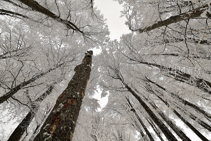 冬天美丽的风景，树上覆盖着白霜