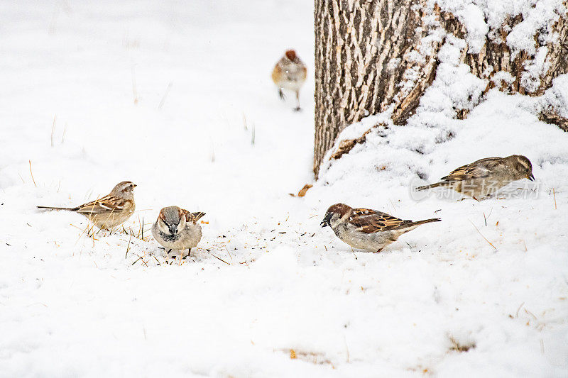 麻雀在一棵大树下吃雪