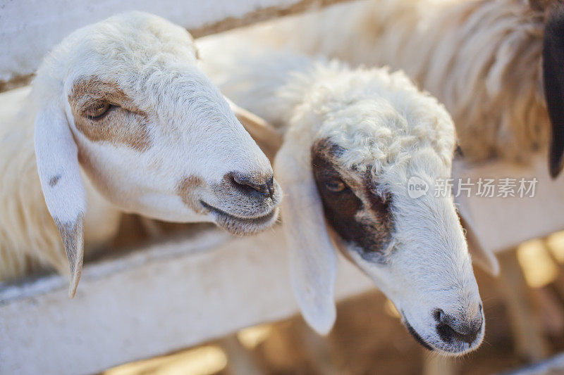 泰国华欣牧羊场，等待游客喂养的白羊