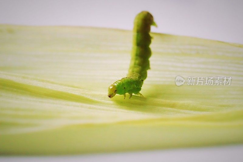 在新鲜的穗轴背景上的绿叶上的毛虫特写
