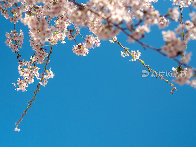 樱花树与蓝色的天空