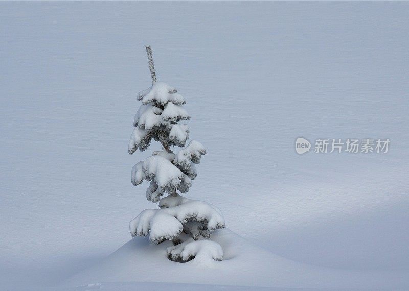 雪地下的单一高山毛皮