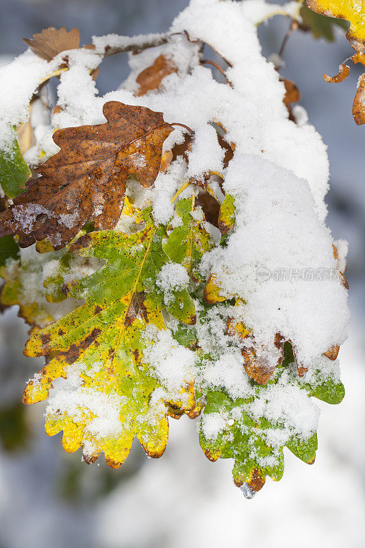 白雪覆盖着秋色的橡树叶