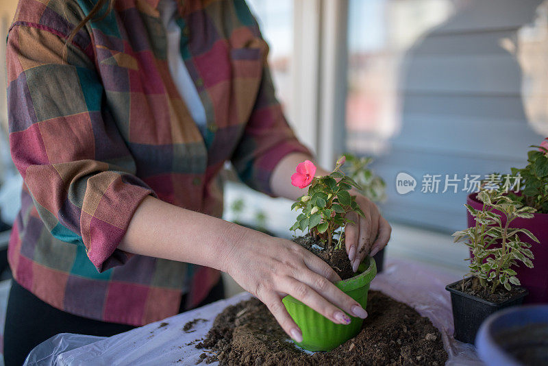 在家种花