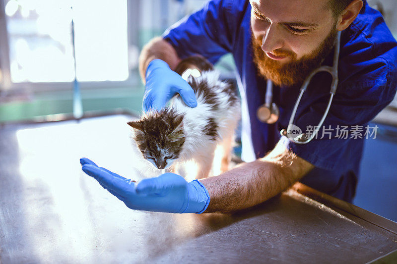 男兽医试图让小猫从手上吃药丸