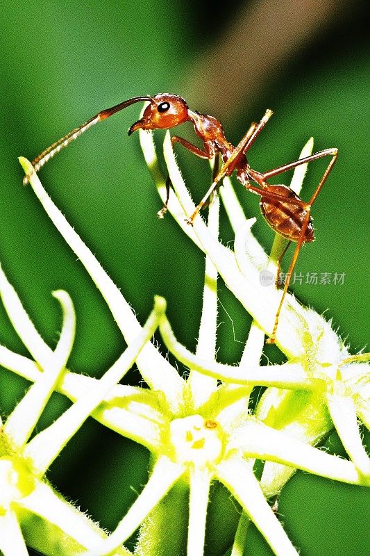 蚂蚁爬上花瓣。