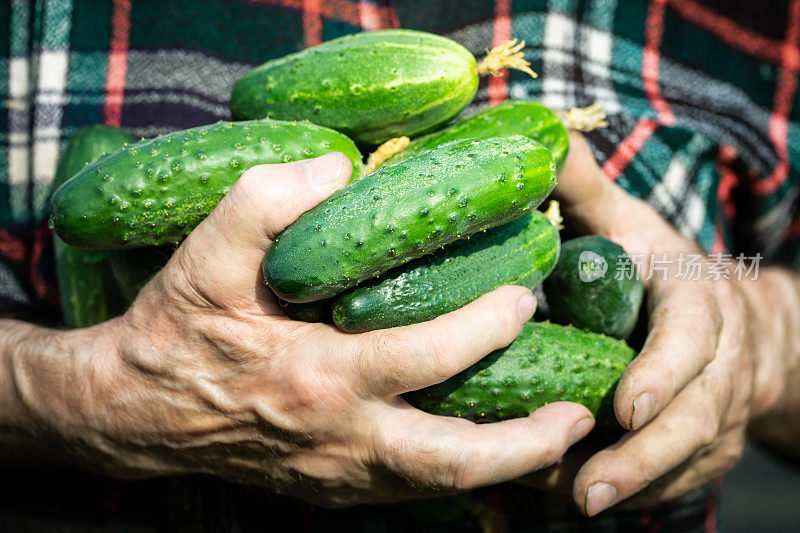农业、耕作和园艺概念。满脸皱纹的男人手里拿着黄瓜