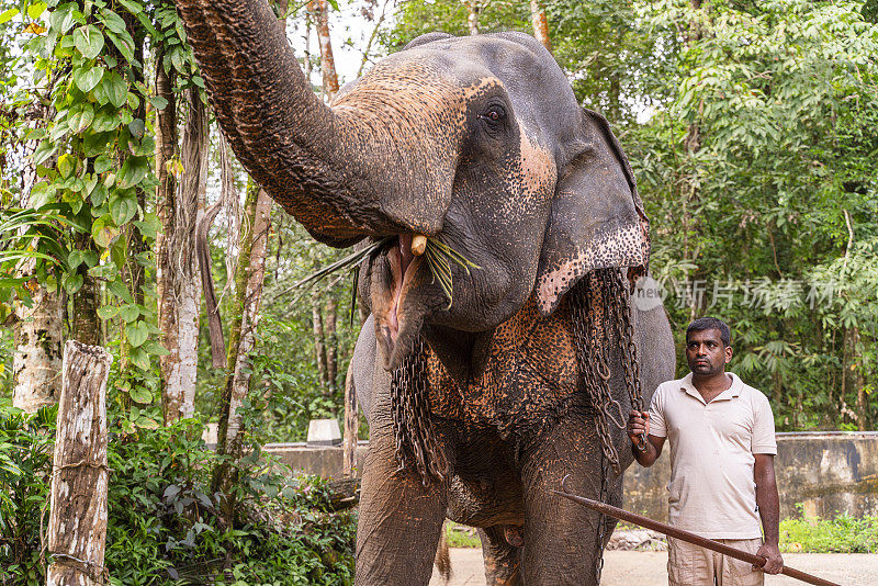 一只驯养的大象和它的主人在斯里兰卡的乡村街道上。