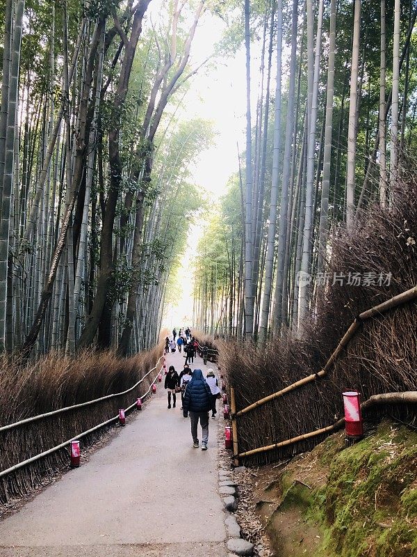 游客在萨加诺竹林