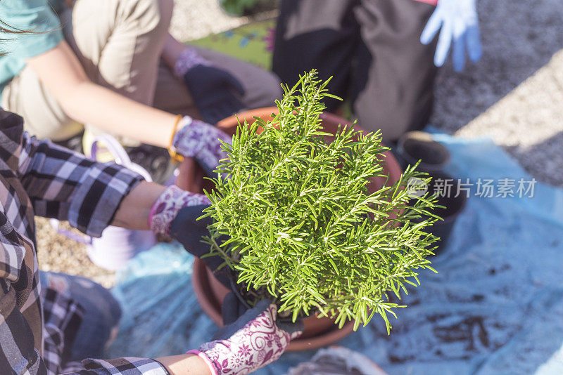 与孩子们种植迷迭香的特写