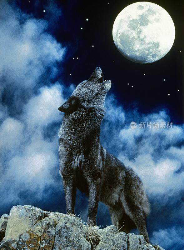 欧洲狼，犬类狼疮，成年对着月亮嚎叫