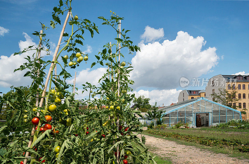 花园里种植番茄，后面是城市温室