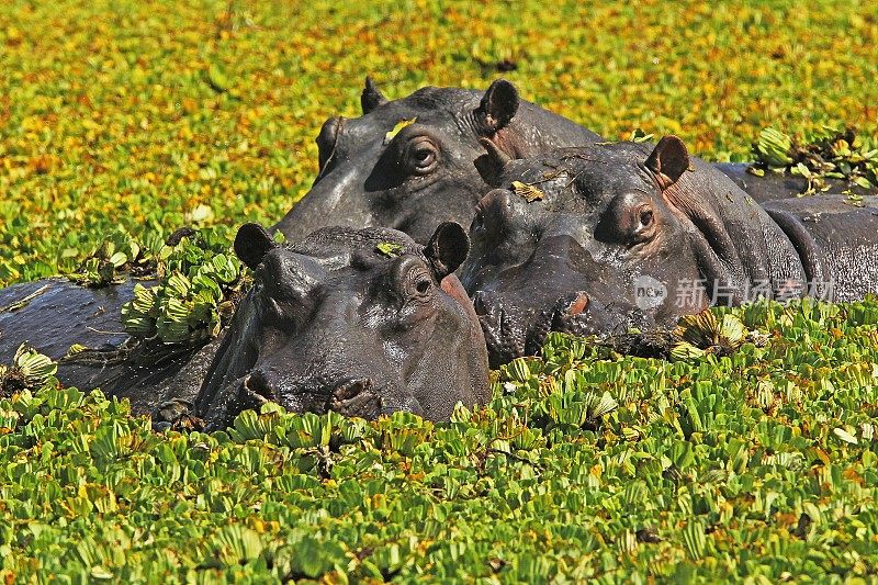 河马，两栖河马，一群站在充满水生菜的沼泽里的河马，肯尼亚马赛马拉公园