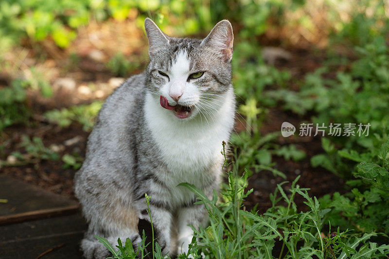 夏日花园中，白色斑点的虎斑猫露出长长的舌头