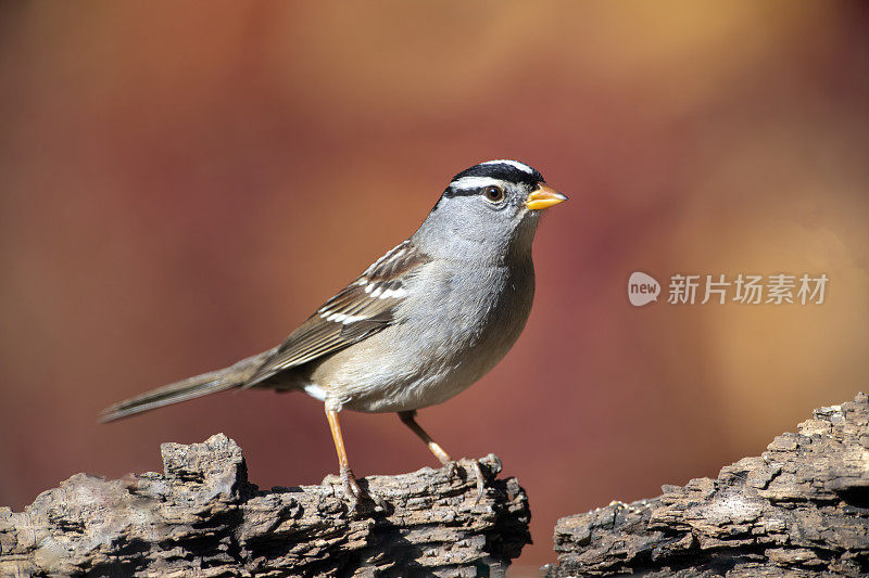 白冠麻雀与秋天的颜色背景向左看