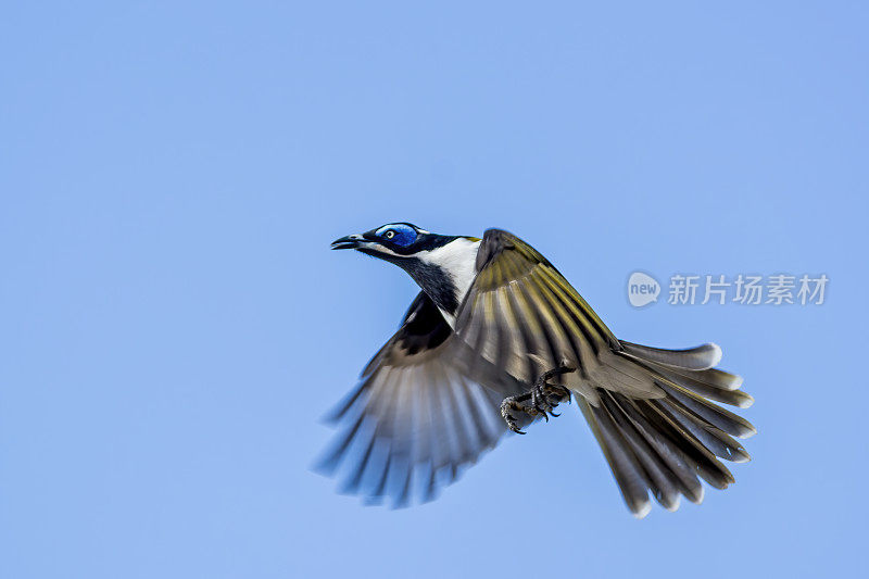 蓝脸蜜鼠在飞行