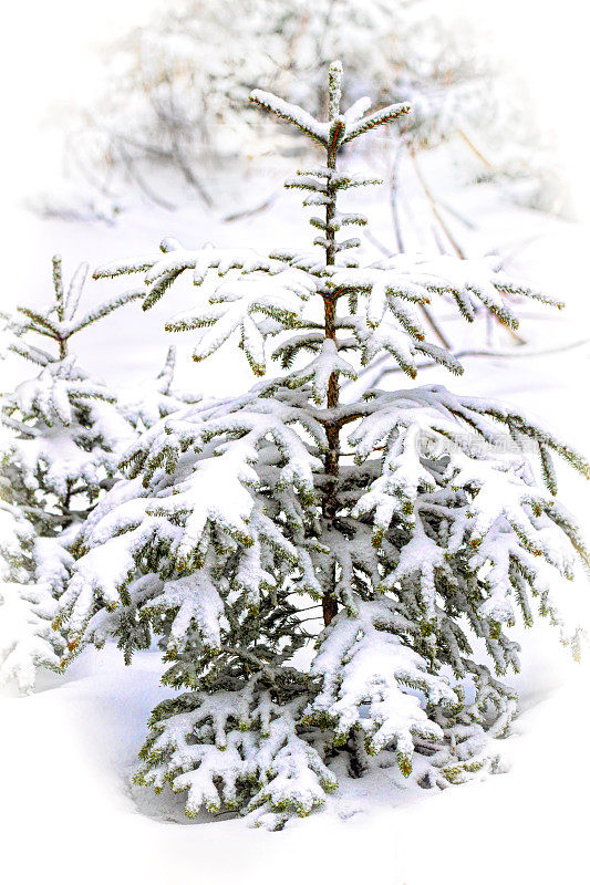 两棵小松树上的雪