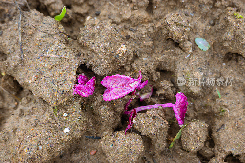 紫薯在夏天的泥土里发芽