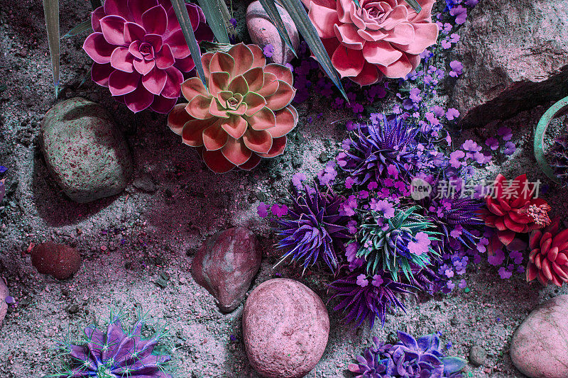 霓虹色的仙人掌和肉质植物