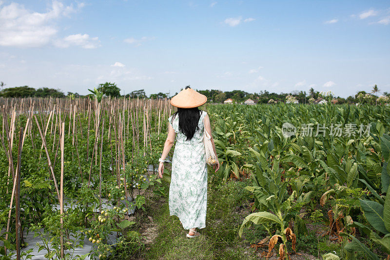 亚洲年轻孕妇在蔬菜田里