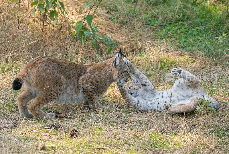 欧亚猞猁幼崽和妈妈