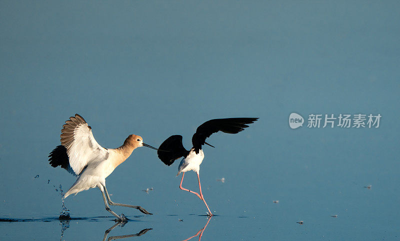 美国Avocet追赶一个黑颈高跷