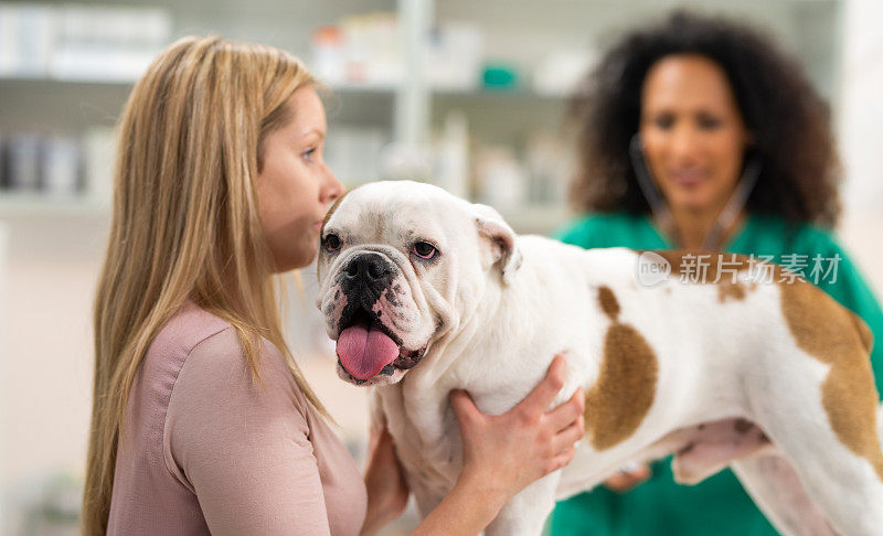 女兽医正在检查斗牛犬