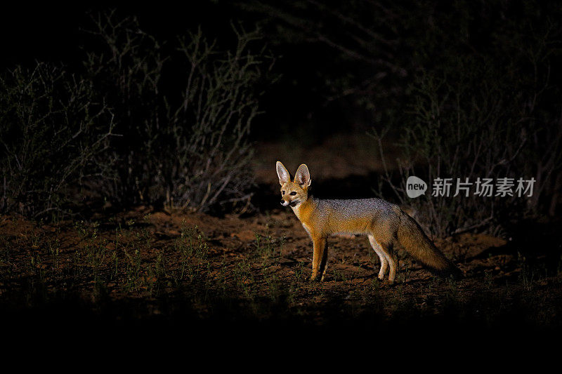 晚上的非洲狐狸。博茨瓦纳卡拉加迪的狐狸肖像。非洲的野狗。19、珍稀野生动物，傍晚轻草。野生动物场景，奥卡万戈三角洲，博茨瓦纳。