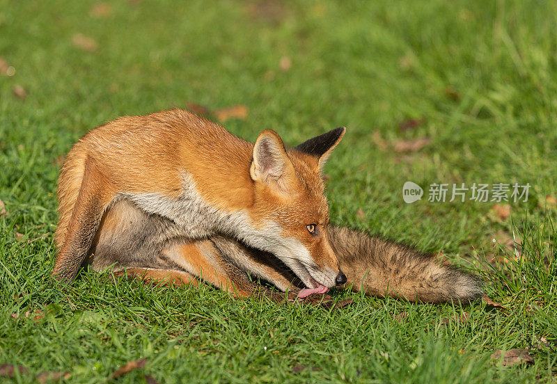 美丽的红狐狸