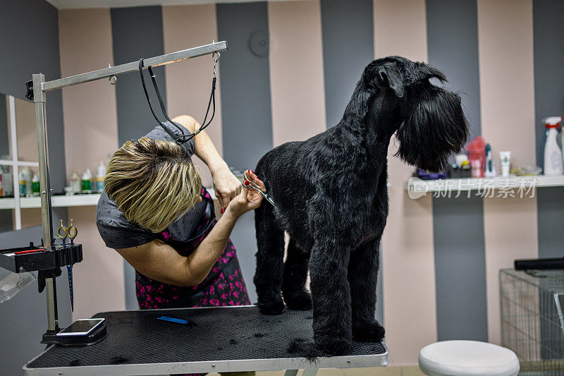 母狗美容师正在给一只雪纳瑞犬梳头