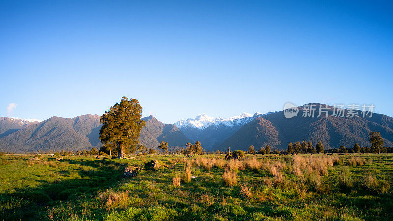 Kahikatea树和南阿尔卑斯山