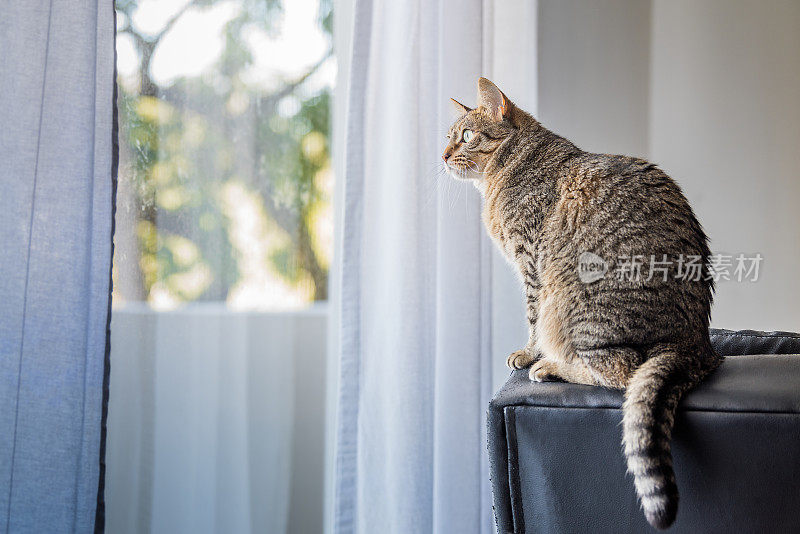 警报的猫