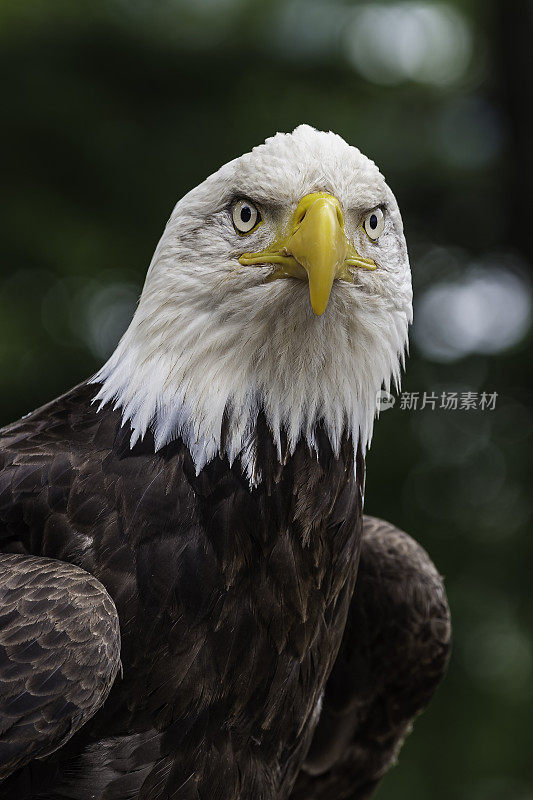 白头秃鹰是一种发现于北美的猛禽，是美国最容易辨认的国鸟和象征。凯契根,阿拉斯加