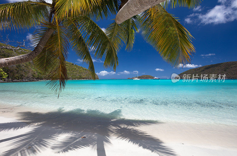 加勒比海热带海滩上的棕榈树