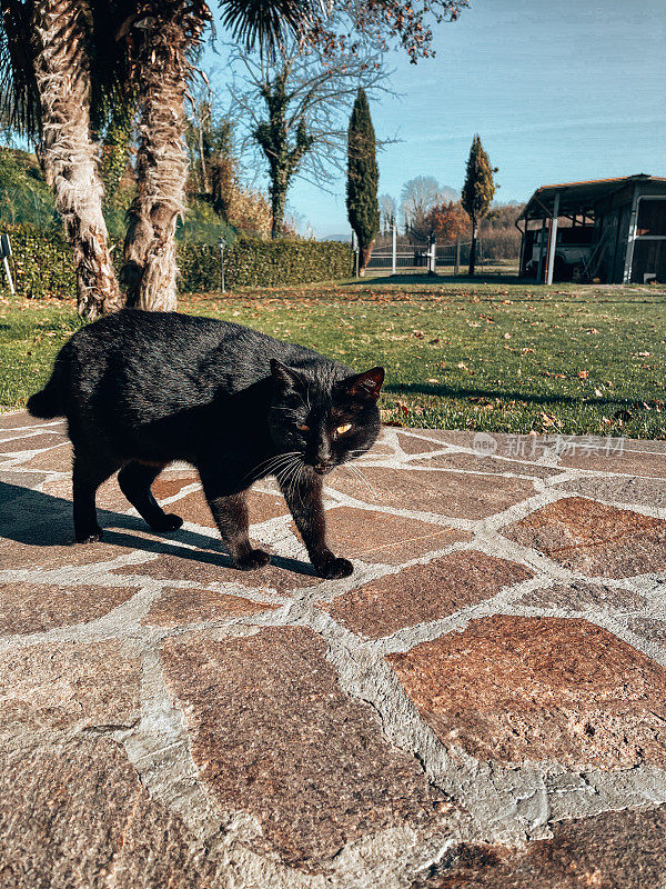 黑猫在户外