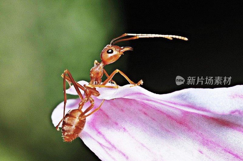 蚂蚁爬上粉红色的花粉。