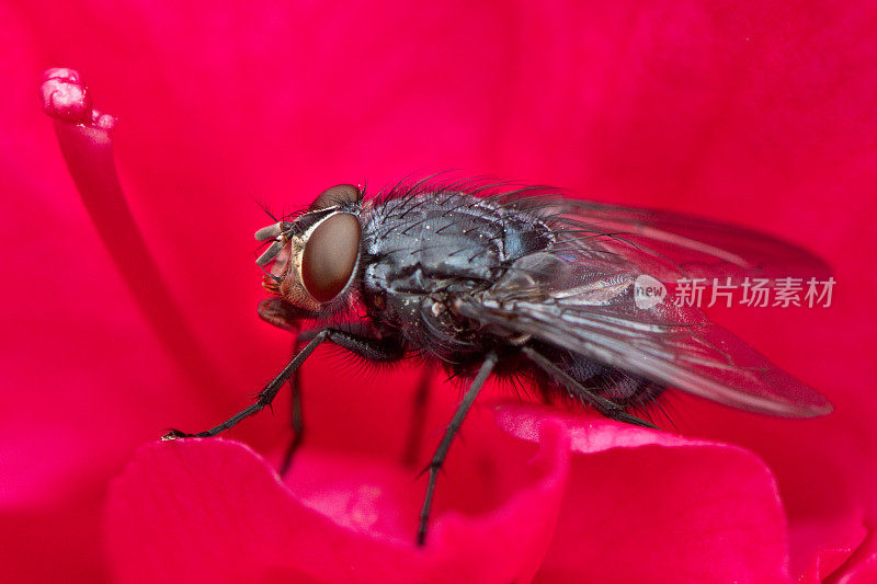 黑蝇-花卉显微摄影-昆虫:害虫