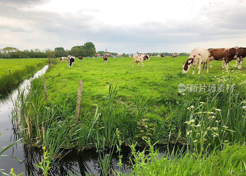 荷兰，弗莱岛:运河牧场上的荷尔斯坦-弗莱西亚奶牛