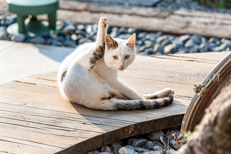 在大流行期间，流浪猫在空旷的阿拉卡蒂(Alaçatı)的木制场所上寻找和清洁