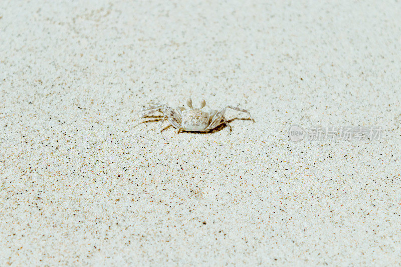 这是沙滩上一只螃蟹的特写
