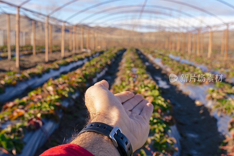 手显示栽培的生物草莓田的观点。农业贷款。用新的农业技术耕种农田。在援助项目中鼓励农业发展和小型企业的欧洲赠款。小额贷款的条件。