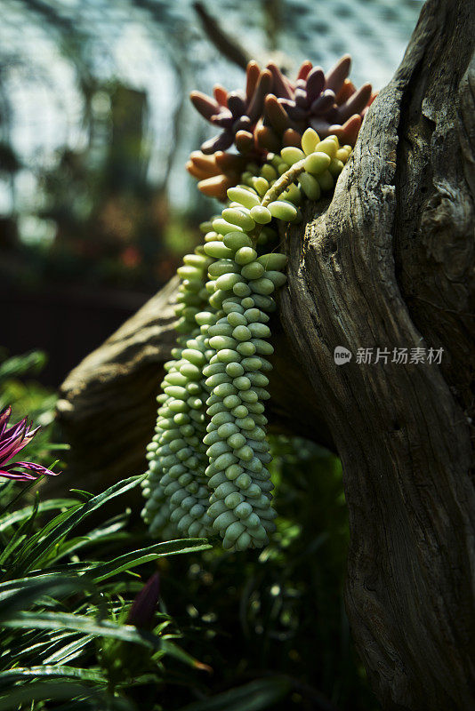 美丽植物新玉装饰